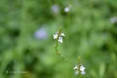 Verbena officinalis